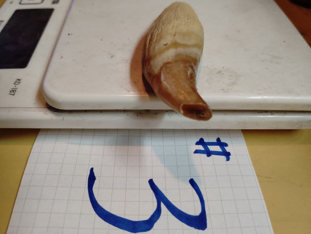 #2.3.4 kubota ヒグマ 牙