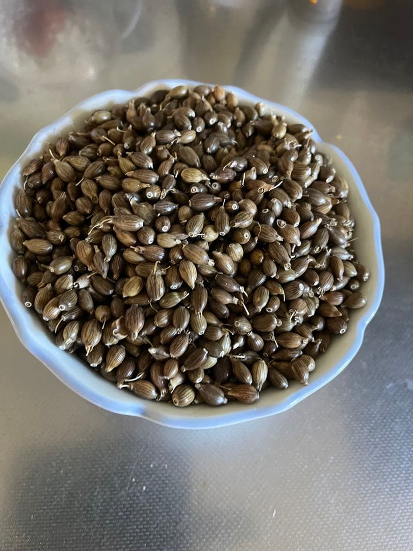 ￼朝鮮五葉松　殻付き松の実2キロその他