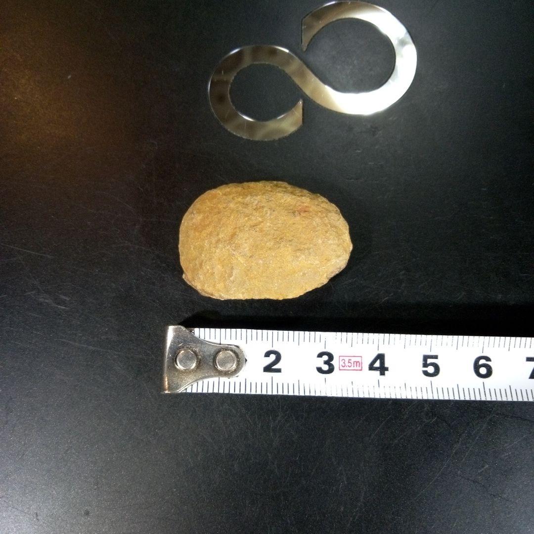 三葉虫　化石　fossil　ボリビア産　trilobite　海生動物識別⑨