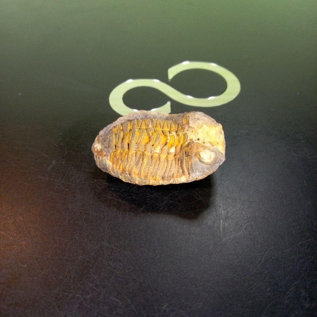 三葉虫　化石　fossil　ボリビア産　trilobite　海生動物識別⑨