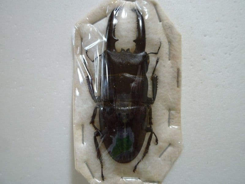 【外国産クワガタ標本】チョウセンヒラタクワガタ♂/韓国.智異山産/77.8mm