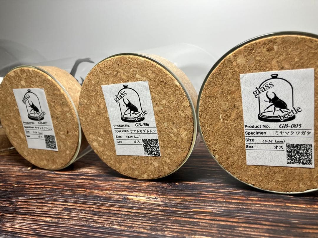 【Glass Beetle｜ヤマトカブトムシ飛翔＆固定標本 ペアGB-008】