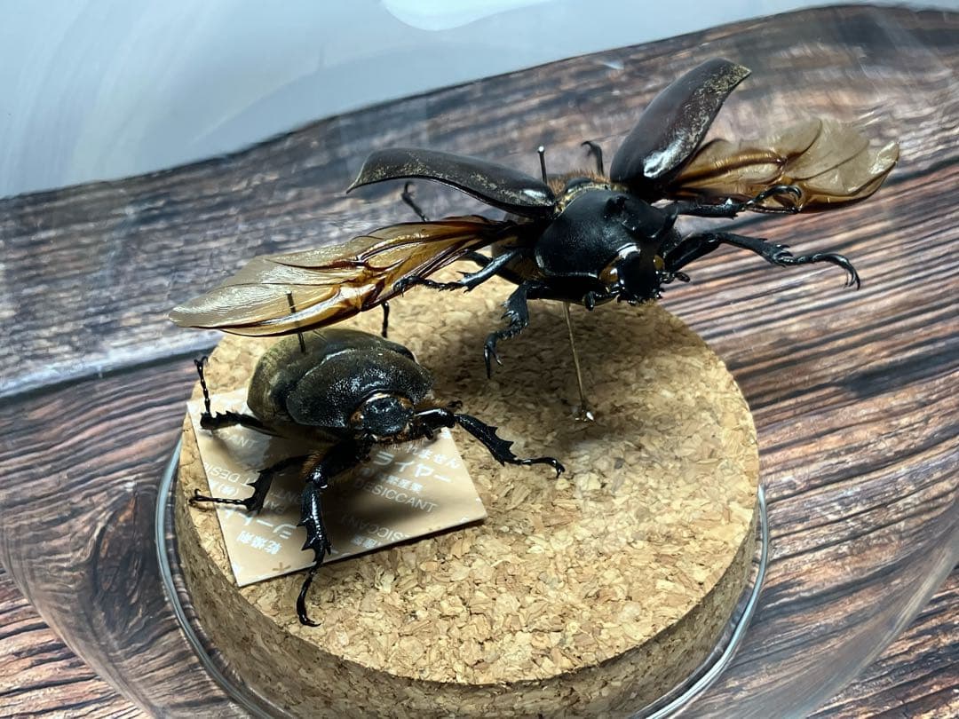 【Glass Beetle｜ヤマトカブトムシ飛翔＆固定標本 ペアGB-008】