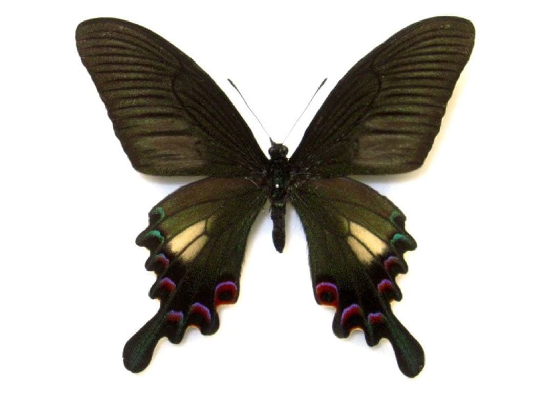 シナカラスアゲハ︎︎ 春型♂ (雲南省) 蝶標本昆虫標本
