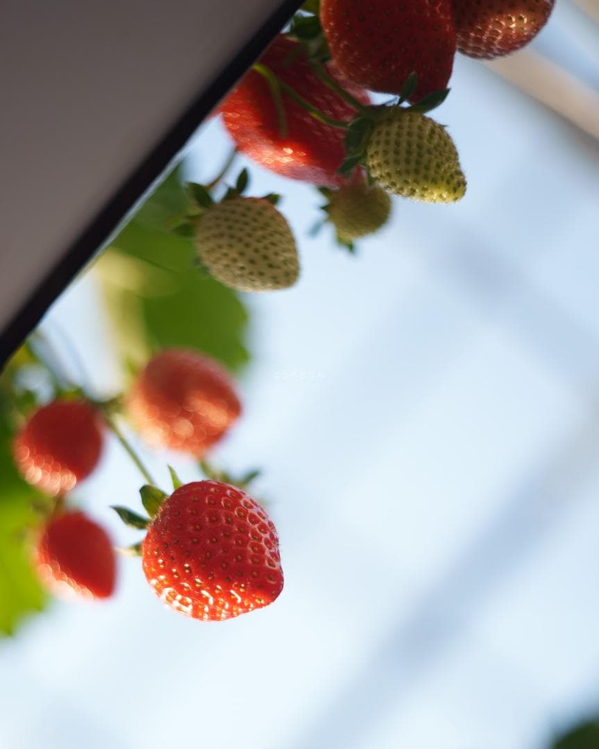 山崎磨き！Leica Summar 50mm f2 山崎ズマール オールドレンズ