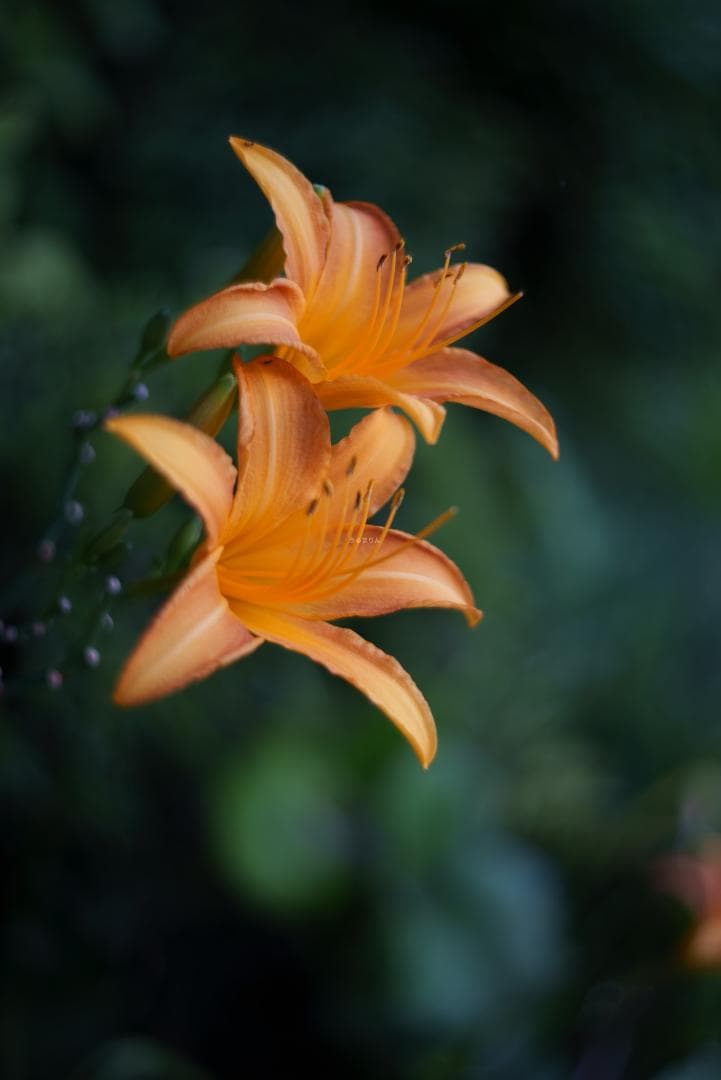 山崎磨き！Leica Summar 50mm f2 山崎ズマール オールドレンズ