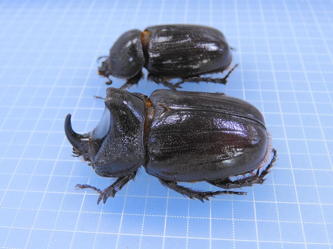 珍品　アイドネウスヒサシサイカブト　ペア　47mm 41mm