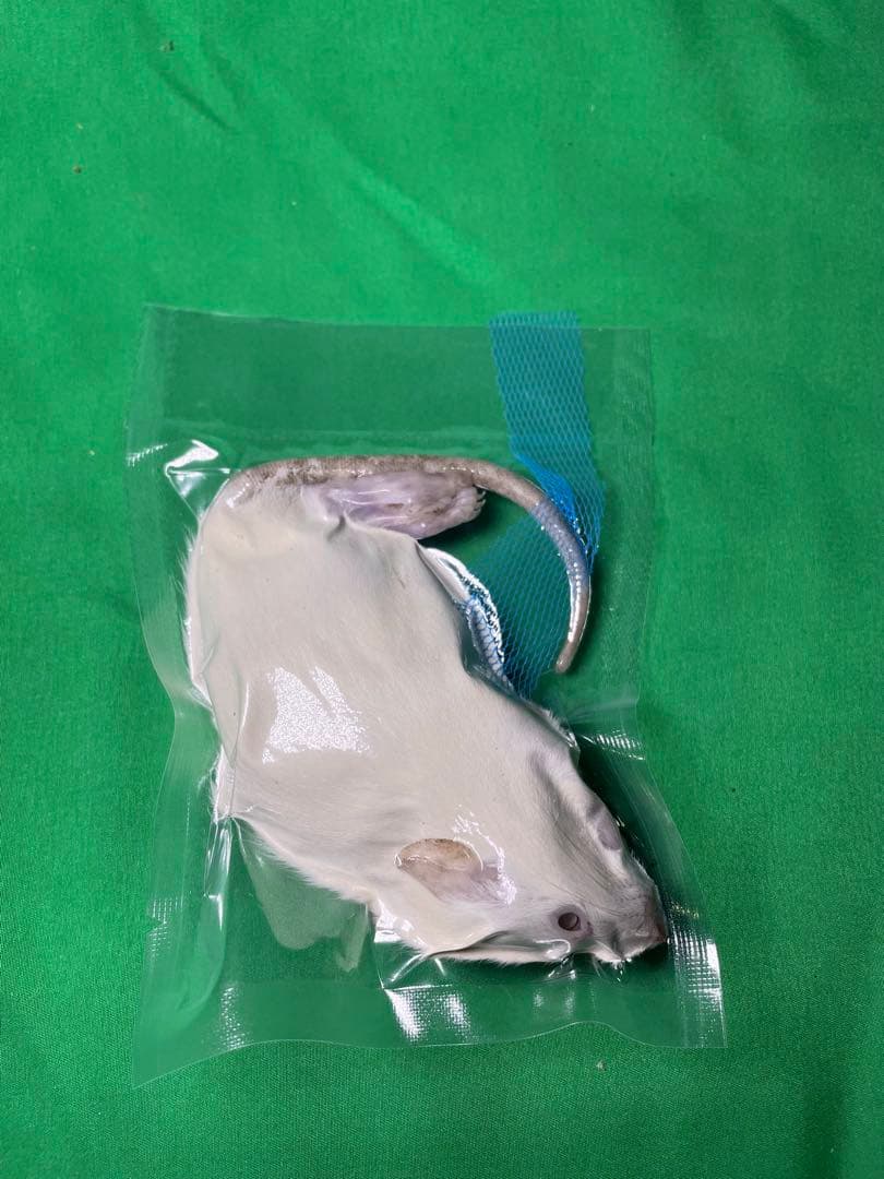 冷凍ラット 230~270g×20