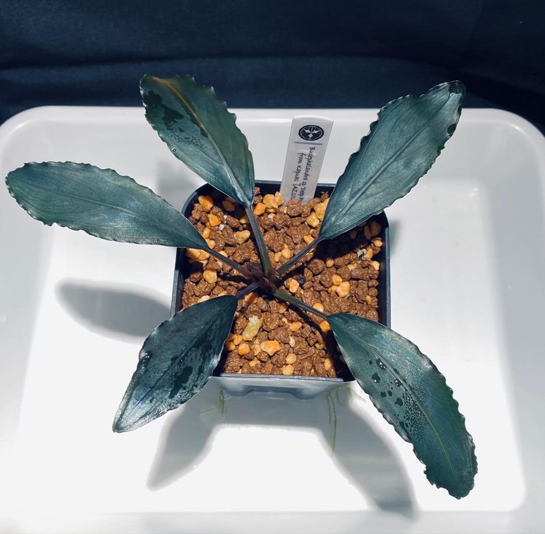 【AZ便】Bucephalandra sp.\"Deep purple\" 初期便