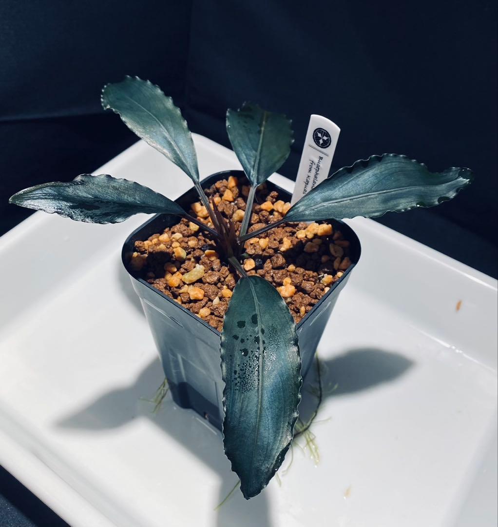 【AZ便】Bucephalandra sp.\"Deep purple\" 初期便