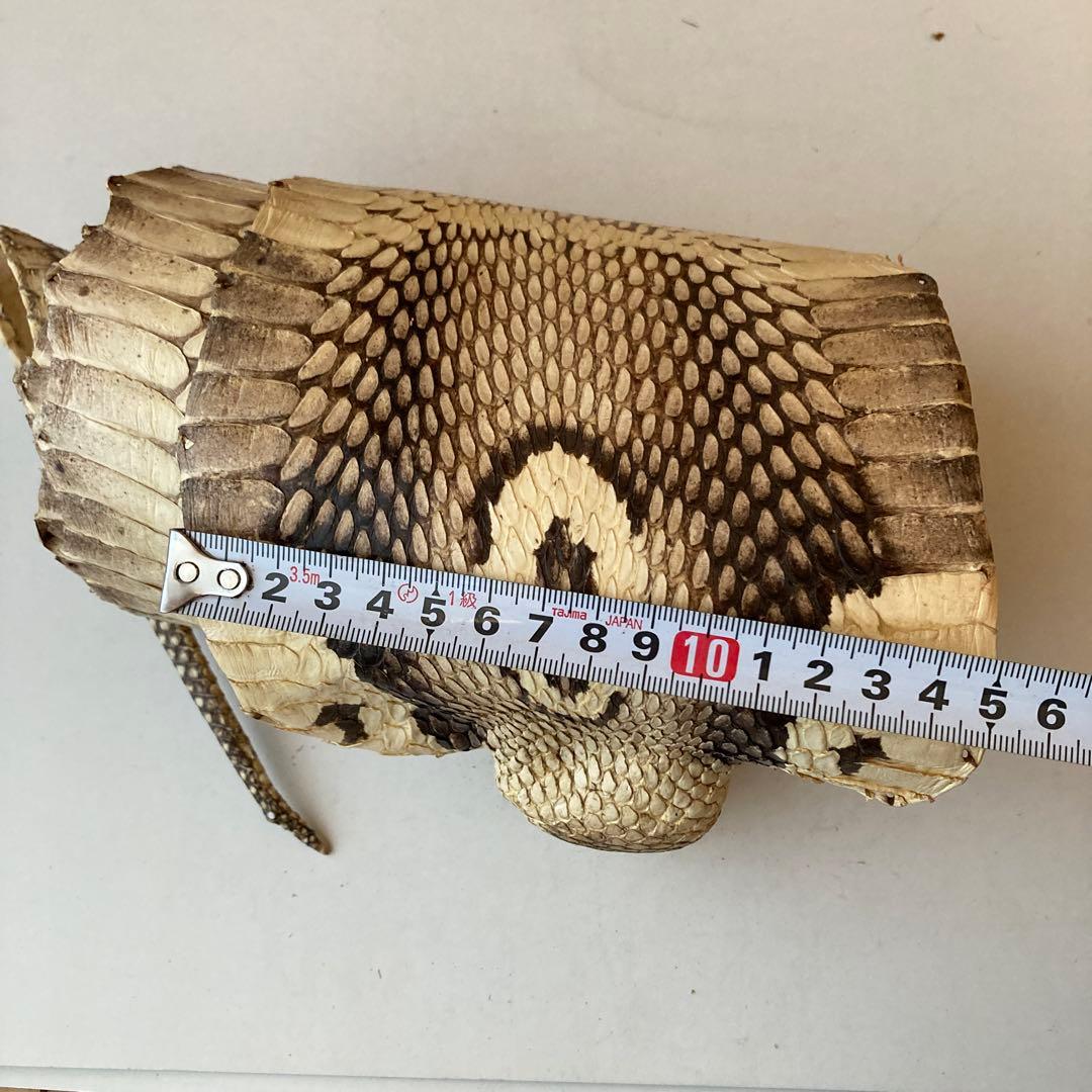 蛇の皮