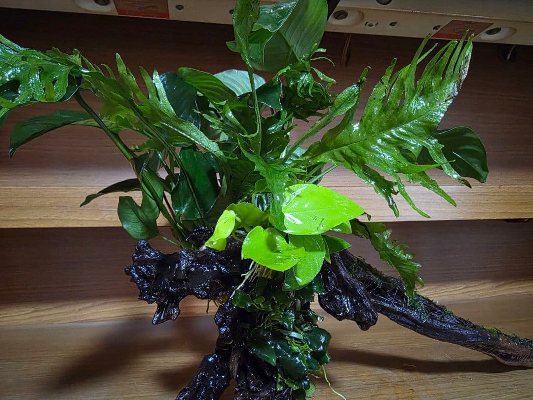 オーダーページになります。