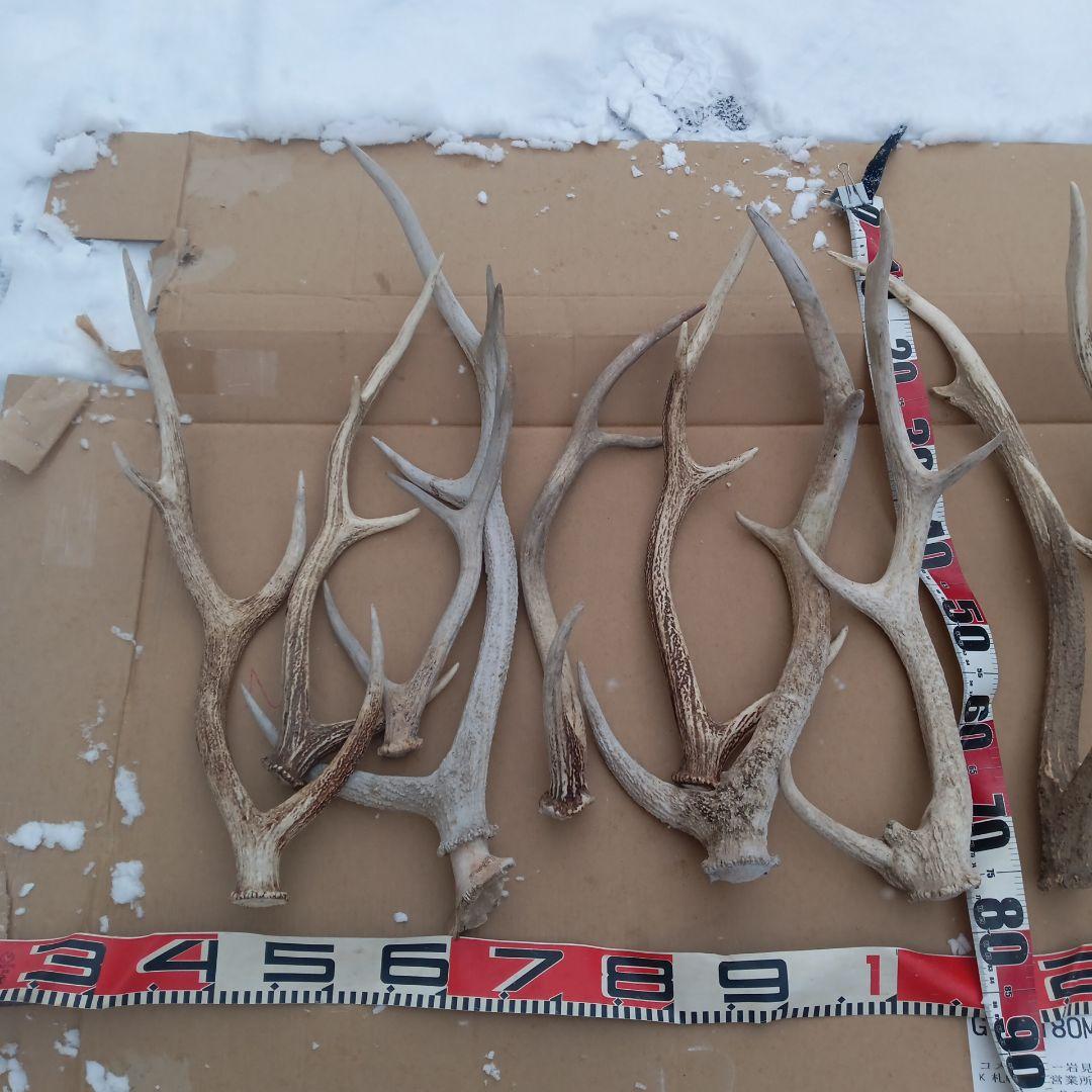 S*i様 蝦夷鹿の角、天然素材犬のおもちゃ、工芸品などに　２番