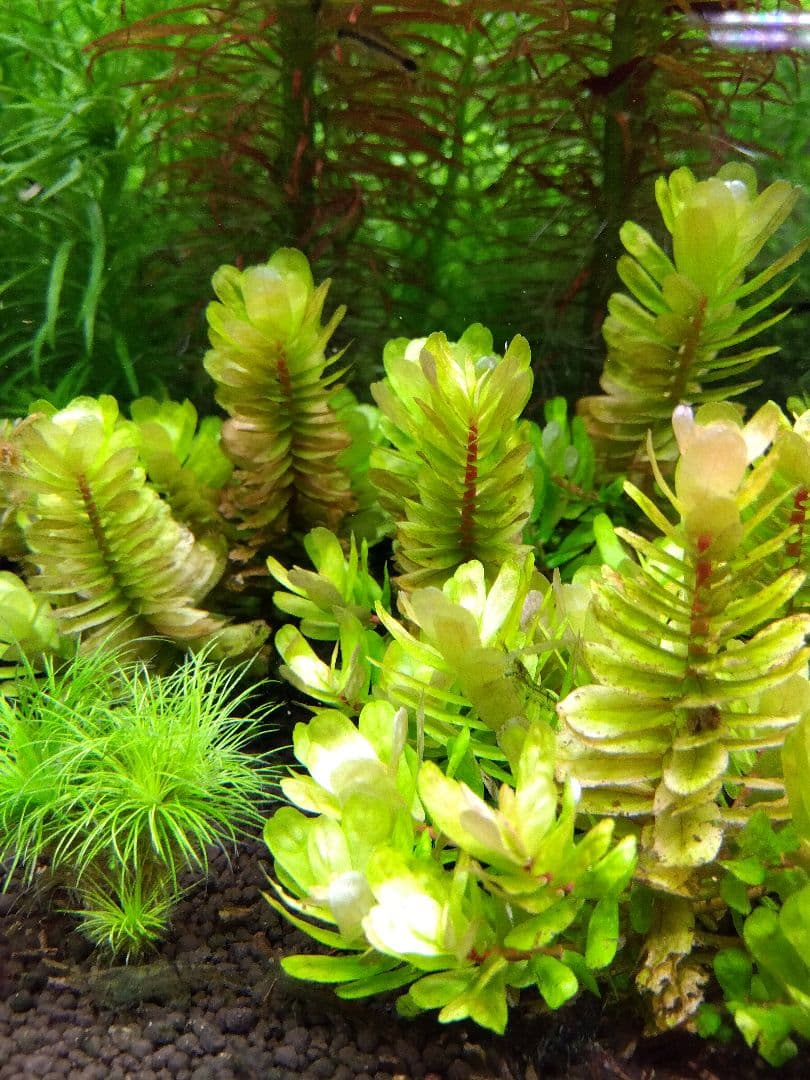 【希少種】ロタラ•トゥルナデンシス【10本】