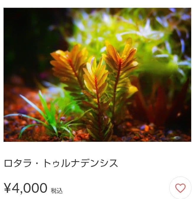 【希少種】ロタラ•トゥルナデンシス【10本】