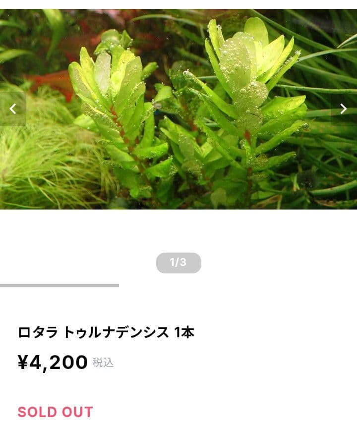 【希少種】ロタラ•トゥルナデンシス【10本】