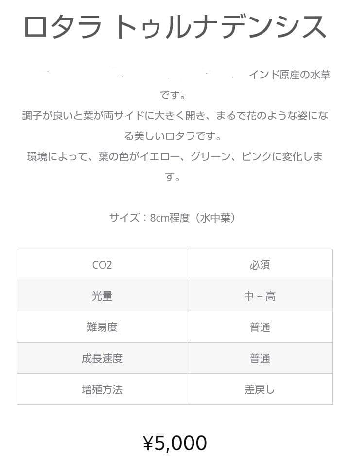 【希少種】ロタラ•トゥルナデンシス【10本】