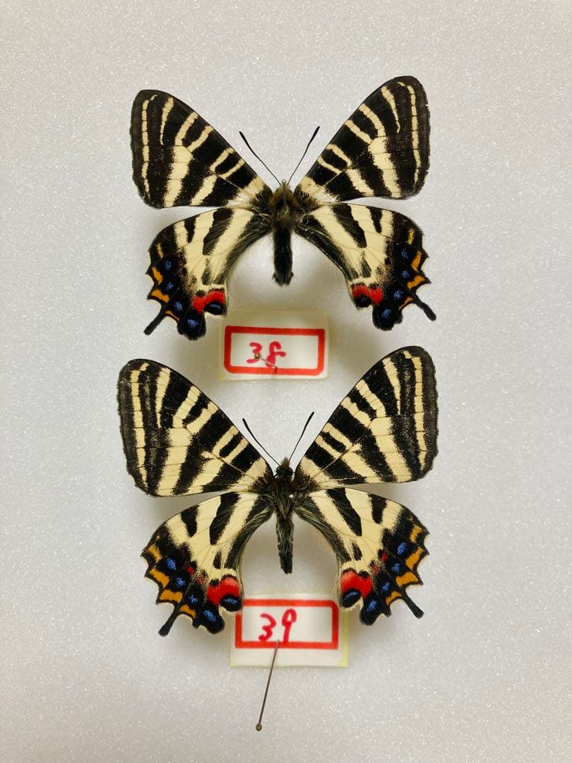 【1ペア】ギフチョウ（滋賀県、岐阜県産）