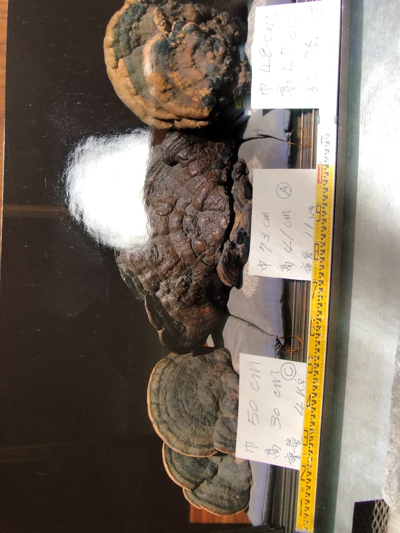 さるのこしかけ