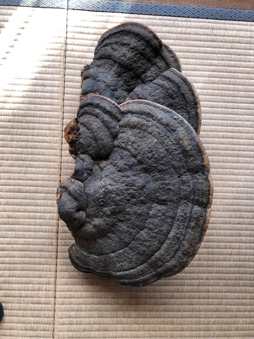 さるのこしかけ