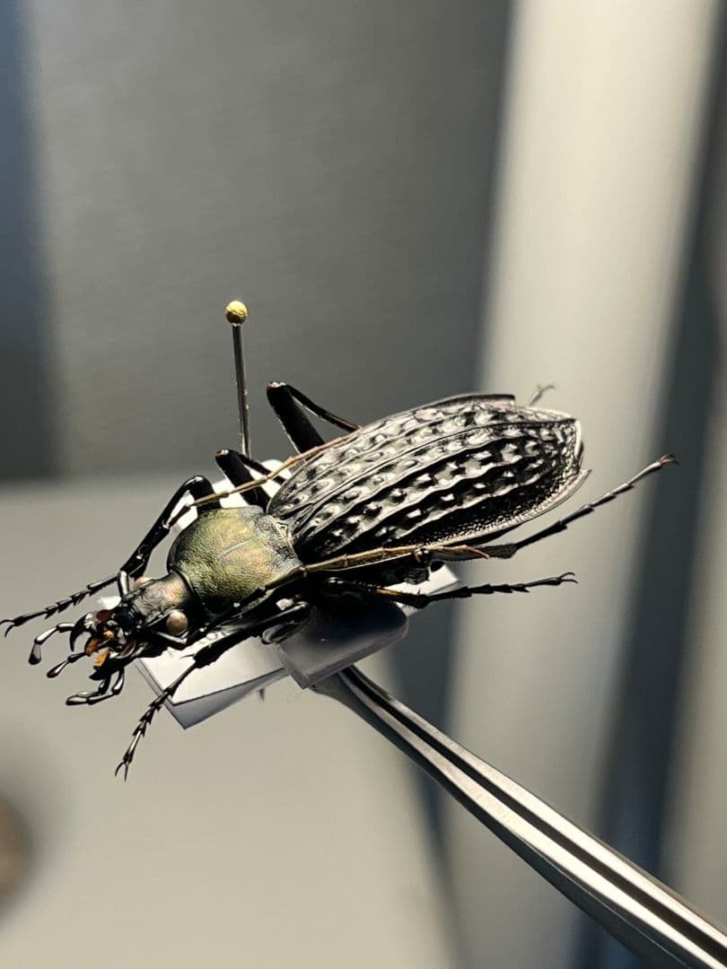 【40mm】アロウトゲオサムシ エリスカブリモドキ オサムシ標本 オサムシ