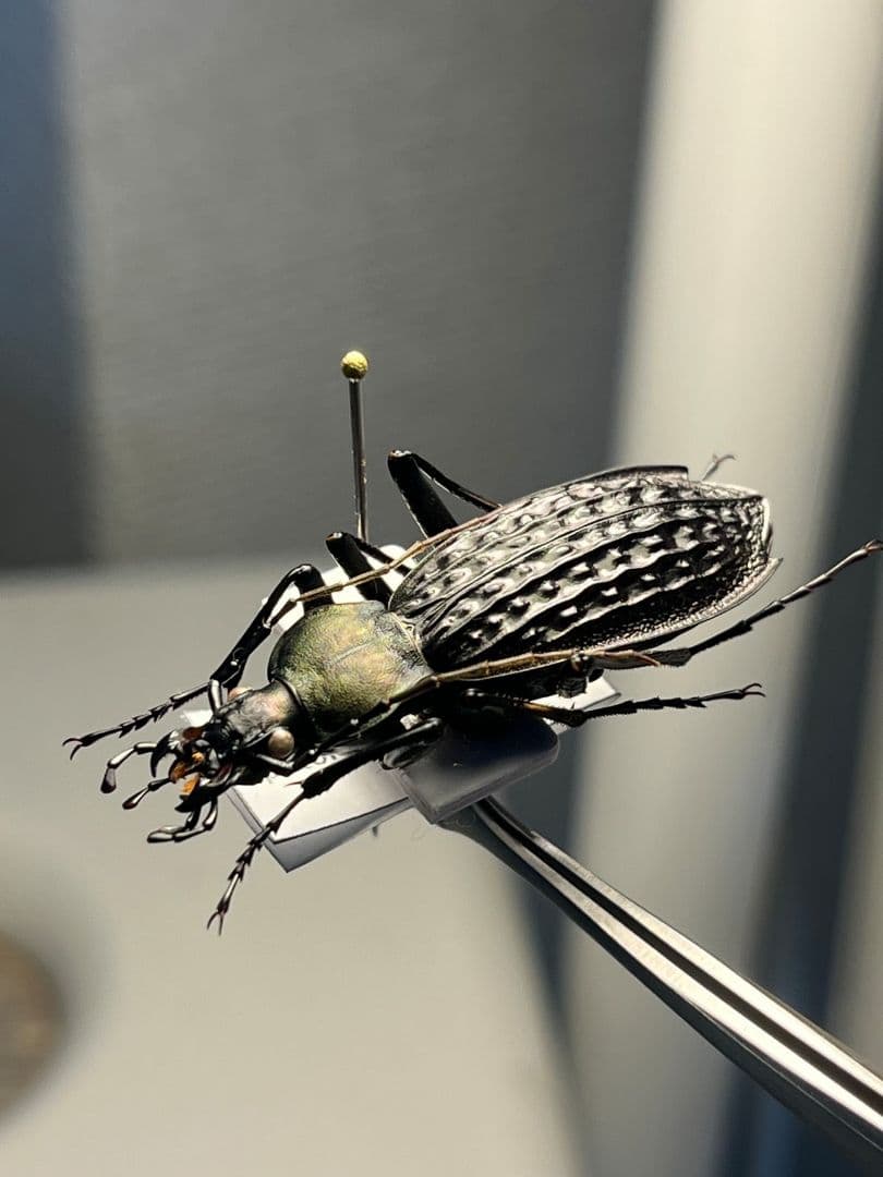 【40mm】アロウトゲオサムシ エリスカブリモドキ オサムシ標本 オサムシ